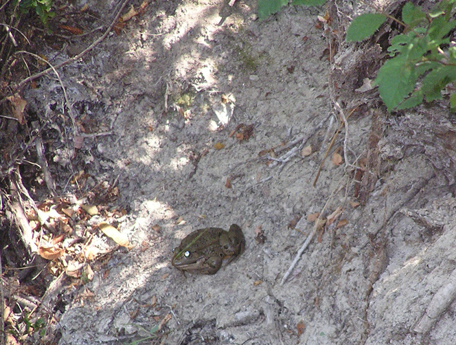 rana verde (?) - Pelophylax sp. (prov. Piacenza)